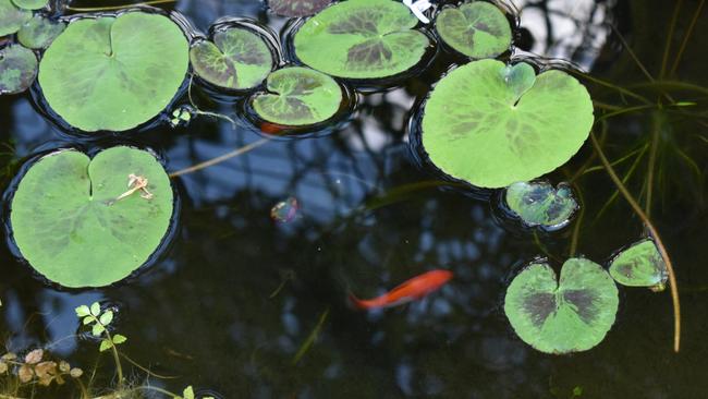 Mr Edward’s said the felines have also “fished” seven of his fish out of his backyard pond. Photo: Elizabeth Neil