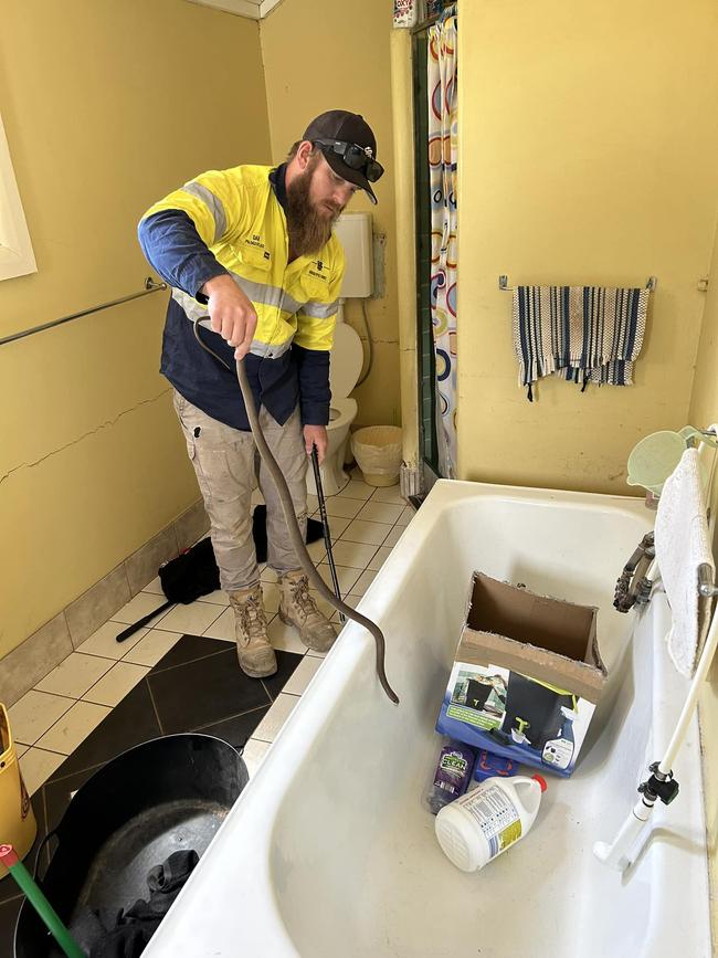 An eastern brown snake was pulled from a washing machine in a home in the Barossa. Picture: Barossa Reptile Service