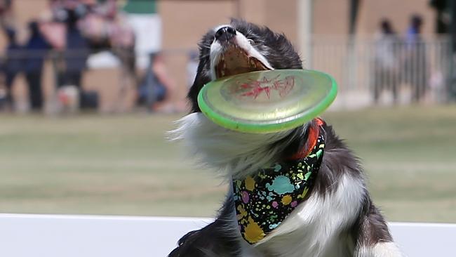 Flipping Disc Dogz will entertain visitors to the expo. Picture: Yuri Kouzmin