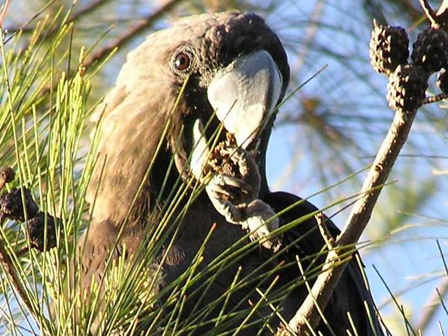 If you spot this elusive bird, let me know. A Glossy-black Cockatoo.