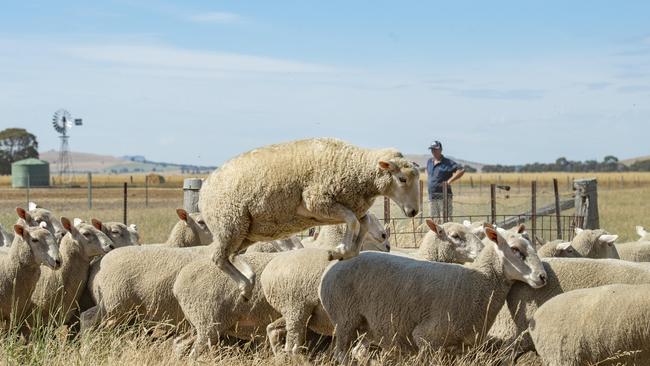 Year-on-year national indicator prices to October 2023 showed prices for lamb had fallen by 40 per cent. Picture: Zoe Phillips