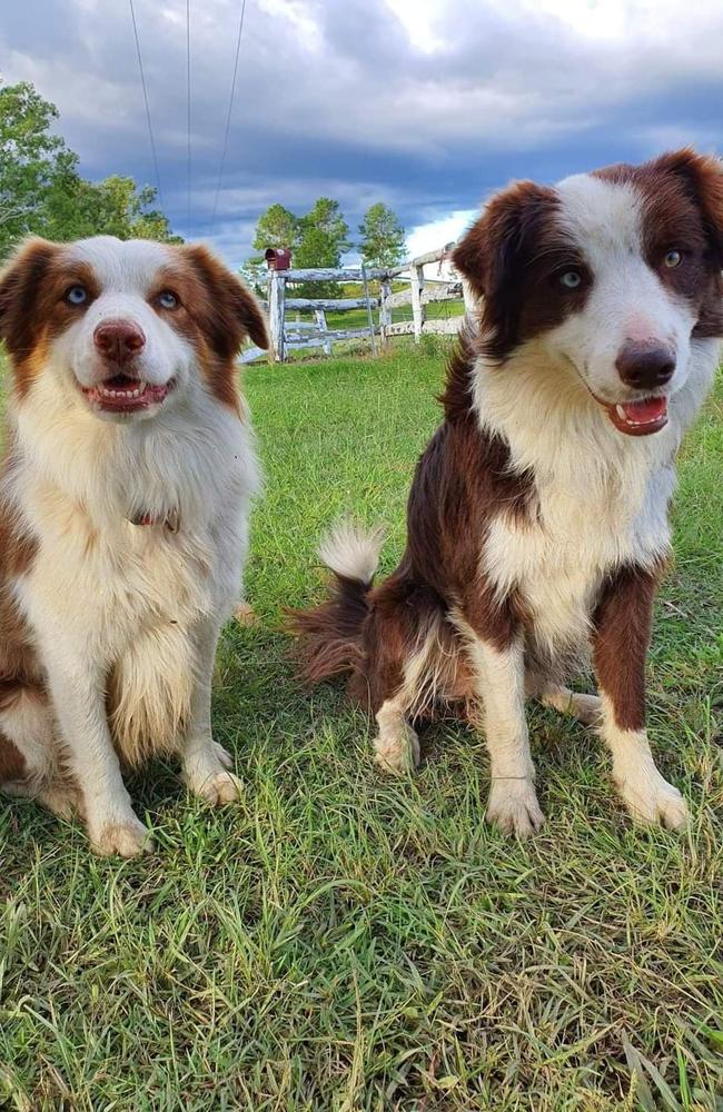 Bruno and Kobi - the border collies who died to 1080 baiting. Picture: Candice Gurtner