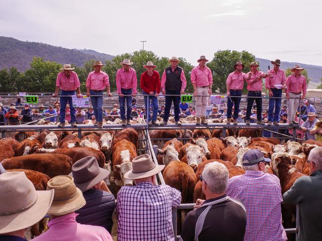 Action from the Omeo calf sale. Picture: Madeleine Stuchbery