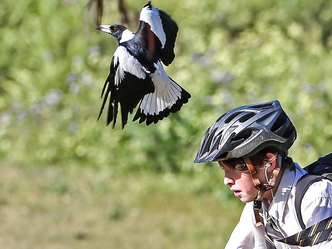 A magpie swoops along Kedron Brook, The Grange.