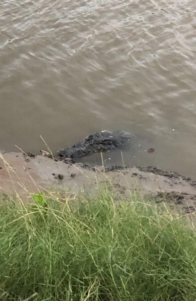 The four-metre crocodile is believed to be about 40 years old. Picture: Supplied