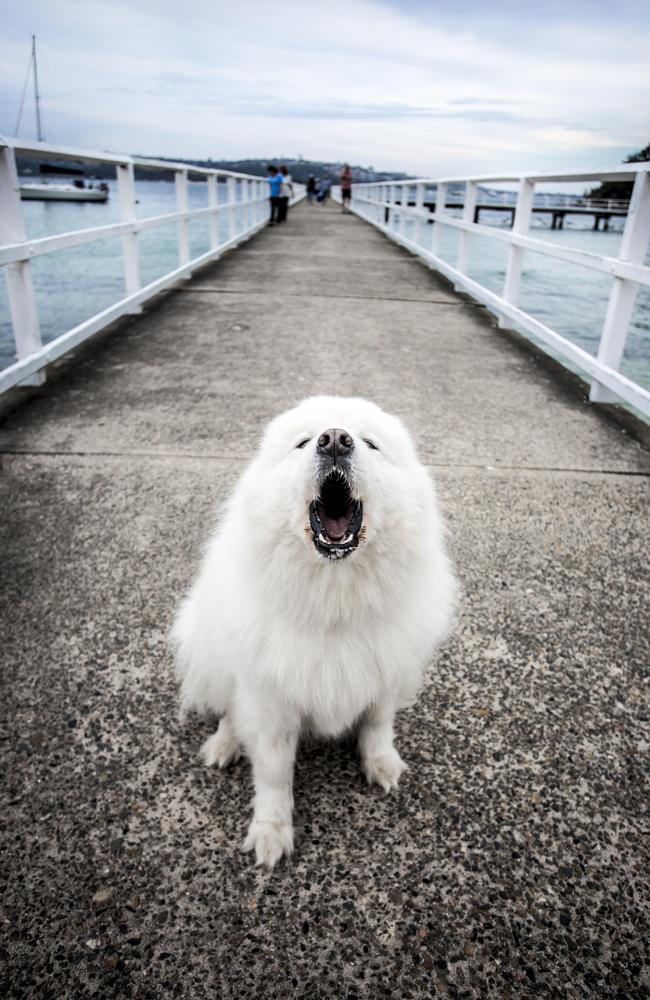 Lukka the Samoyed also gets a jersey. Picture: Suzanne Stevenson