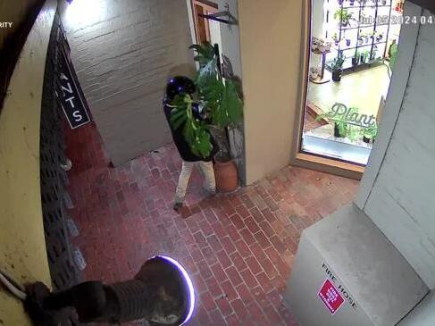 Thief steals plant from Geelong West nursery