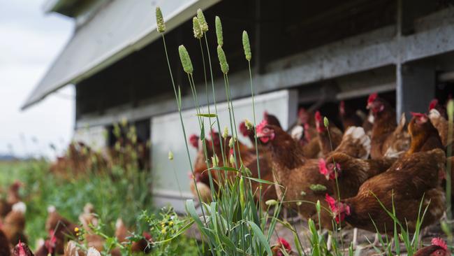 Hens on the Murray family’s 100-hectare property at Monegeetta. Picture: Zoe Phillips