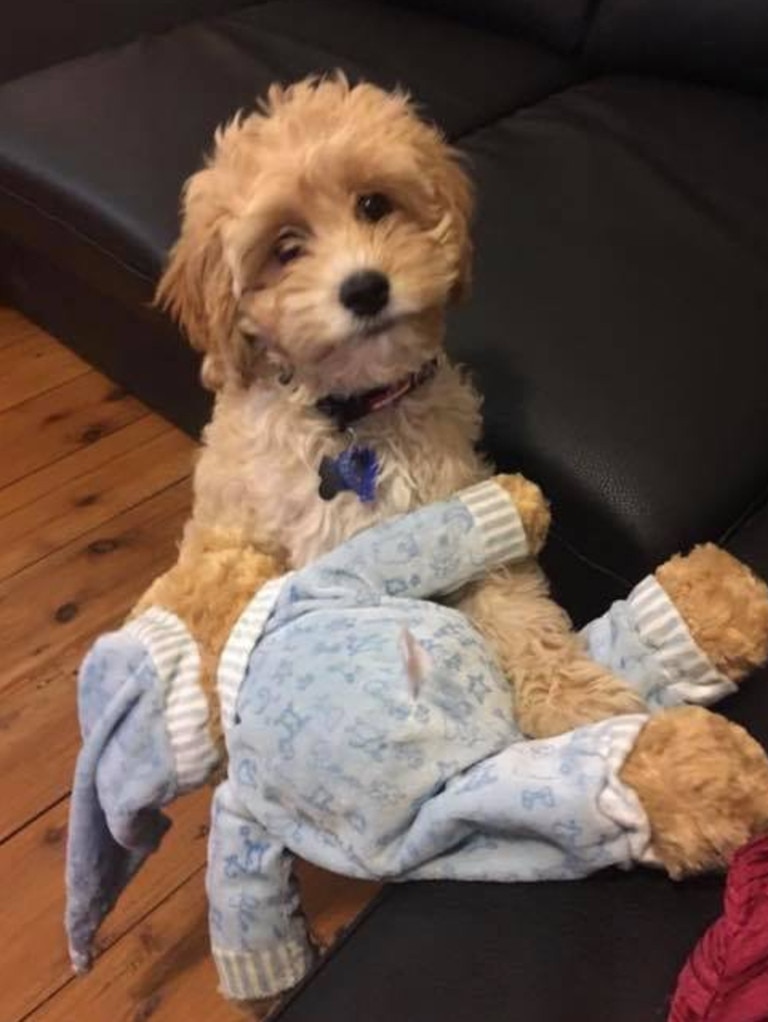 Puppy Power List: Dogs with toys