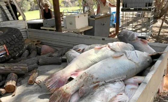 Giant Murray Cod killed when oxygen levels dropped dramatically in the Murray-Darling rivers system provide just another example of nature being taken to the tipping point through poor stewardship.