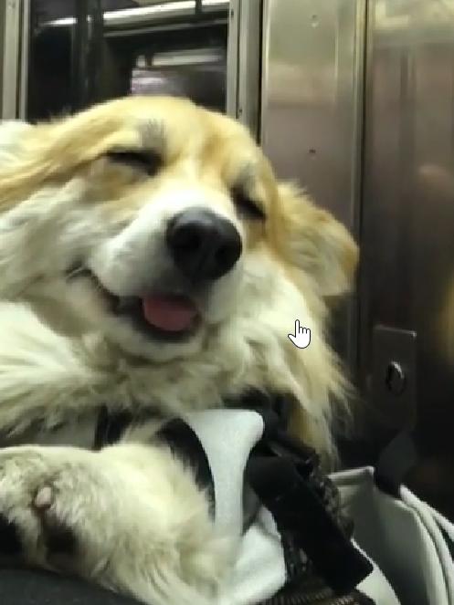 New York corgi Maxine rides public transport in a special backpack. Image: @madmax_fluffyroad