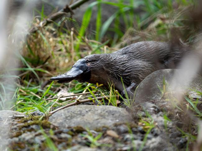 New research shows the platypus is in decline. Picture: Pete Walsh