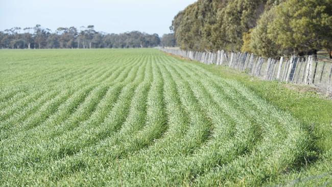 Cropping, Robert Cowan, wife Kate, Ellie 2 and a half & James 9 months from Minyip, at Dooen where they are growing wheat, dry sown cop, and is short on sub soil moisture. needs a good soaking of 25 to 30 ml