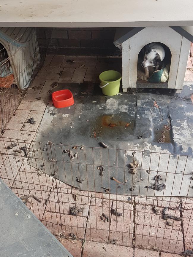 Fox terrier Brandy in kennel inside her faeces-littered enclosure. Picture: RSPCA