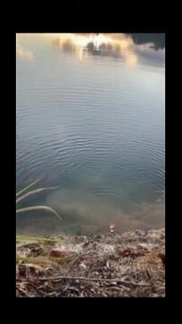 Crocodile feeding at Crocodile Bend, Annan River