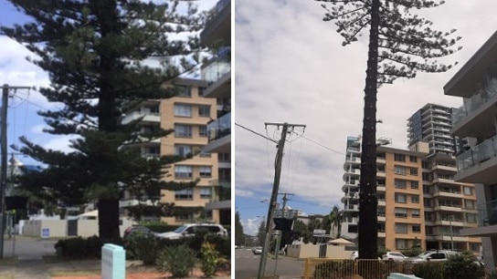 Photos of the city's second largest Norfolk Island pine as presented in a Gold Coast City Council report. Photo compared with ones taken on Jan 30, 2021.