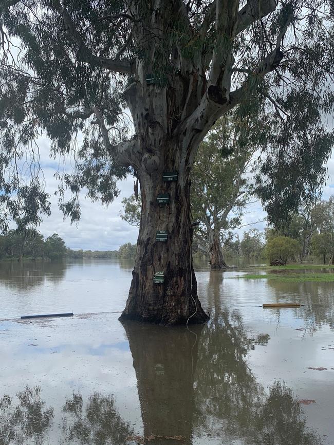 River Murray levels at Caudo Vineyard in Cadell.