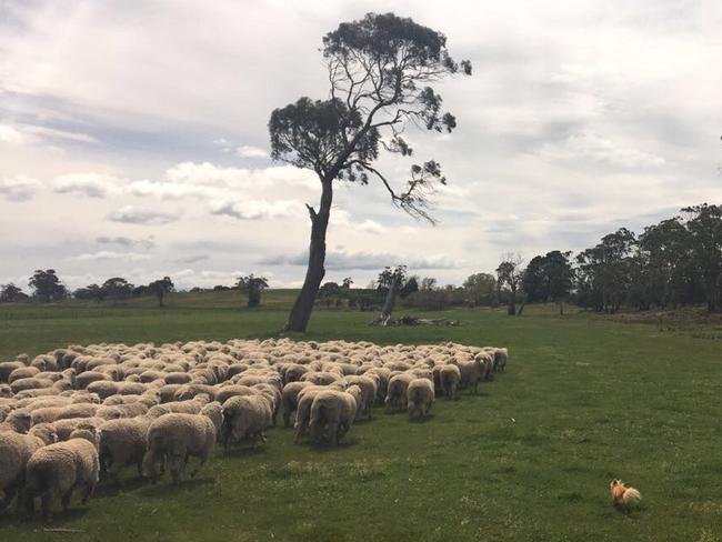 Face off: Archie the Long-haired Chihuahua, a former show dog, has a new lease on life in retirement as a sheepdog. Picture: Madeleine Muirhead