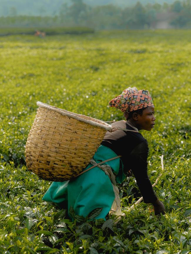 A picker at the tea plantation. Picture: Andrew Urwin