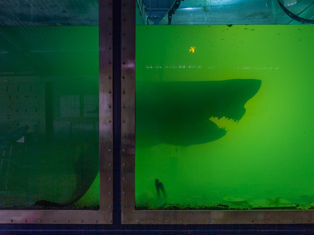 ‘The shark itself was gross and boring,’ Mr Krapski said. Picture: Dom Krapski 