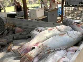 Giant Murray Cod killed when oxygen levels dropped dramatically in the Murray-Darling rivers system provide just another example of nature being taken to the tipping point through poor stewardship.