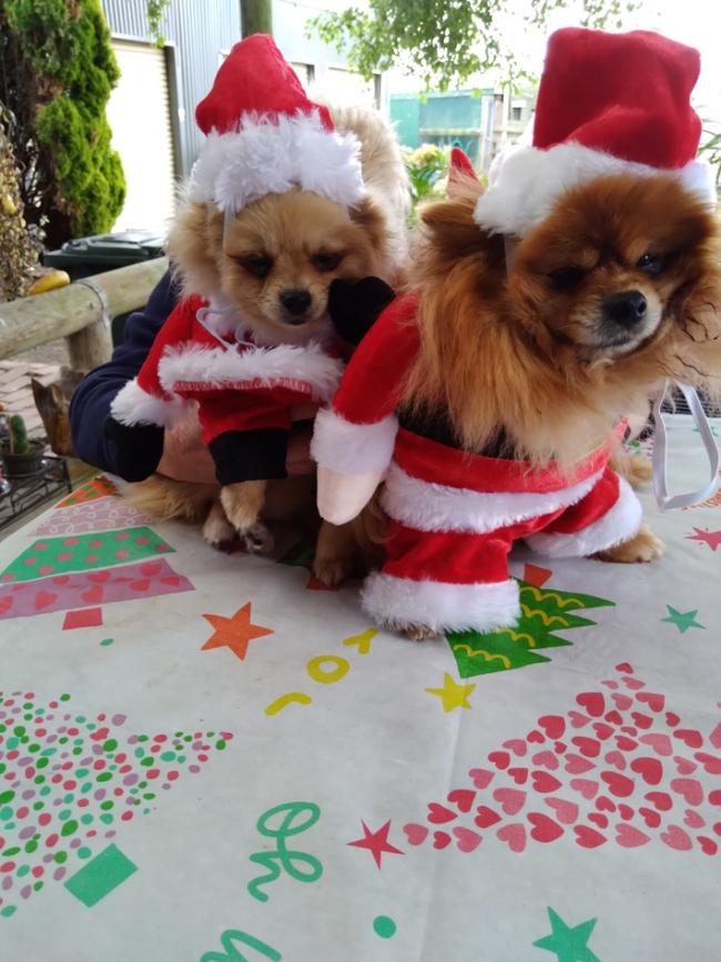Doggy Christmas at Camperdown. Picture: Jackie Jenner, Drummond.