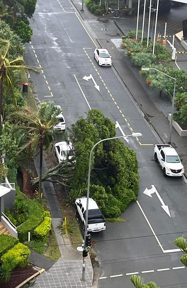 A fallen tree in Staghorn Ave near the QT. Photo credit: David Blashki