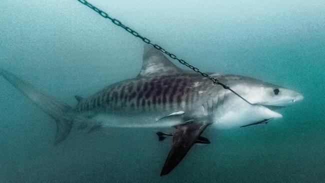 A tiger shark hooked to a drum line off Magnetic Island in Queensland. Picture: Humane Society International.