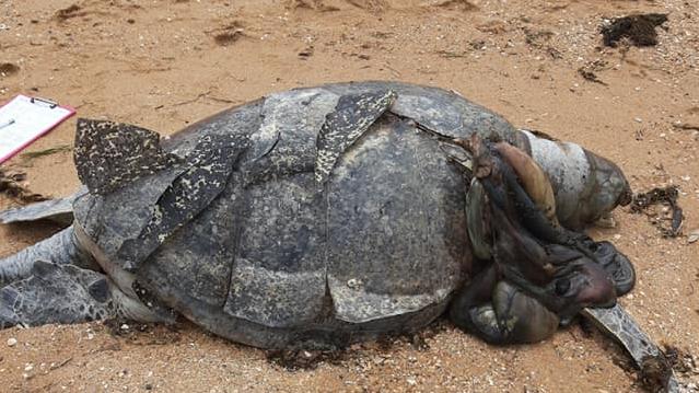 The large male sea turtle with severe damage to its shell believed to be causes by a propeller strike. Photo. Turtles of Moreton Bay