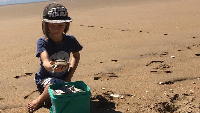 Moore Park Beach resident Joanna Nicolson shared this photo of her seven-year-old son Samuel Sanderson after discovering the bycatch from the trawlers.