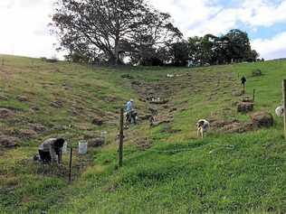 Revegetating a gully with native species at a beef cattle farm at Eungella with support from the Sustainable Agriculture Small Grants Program.