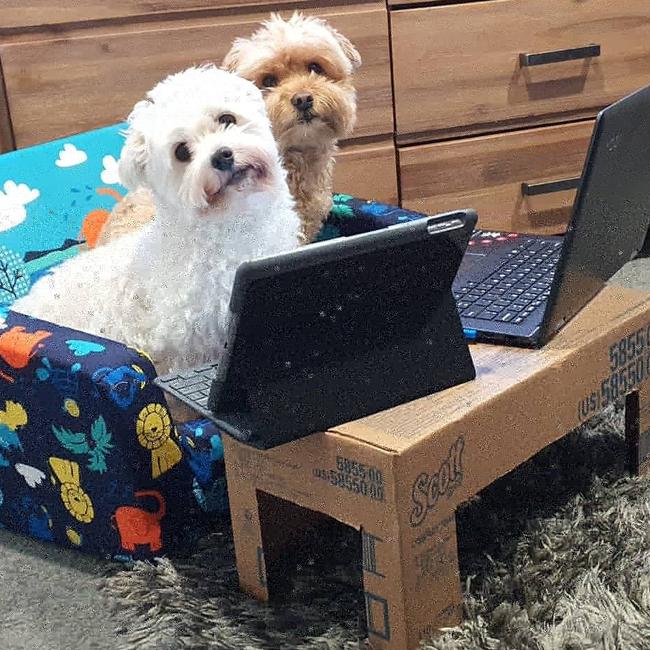 Tassie's Pawfect Pairs | Mike Cazaly-Golding: Butch & Ted getting home schooled during lockdown
