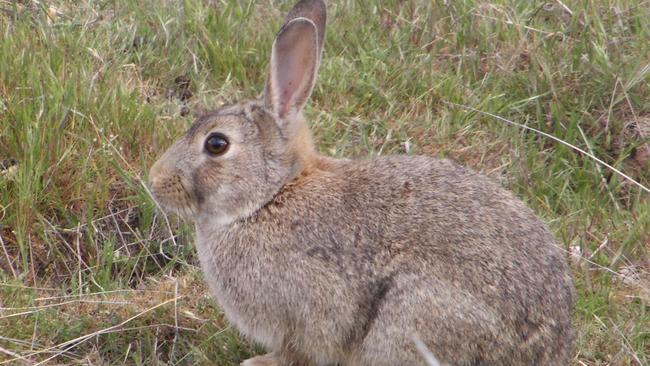 Which wines go best with a feast of rabbit?