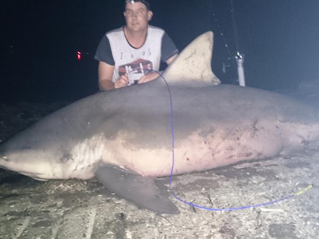 Photo of a huge 250kg 3m Bull shark caught in the Hastings River near Port Macquarie last week. Photos show Denis Rivers (white shirt with blue sleeves) with the shark.