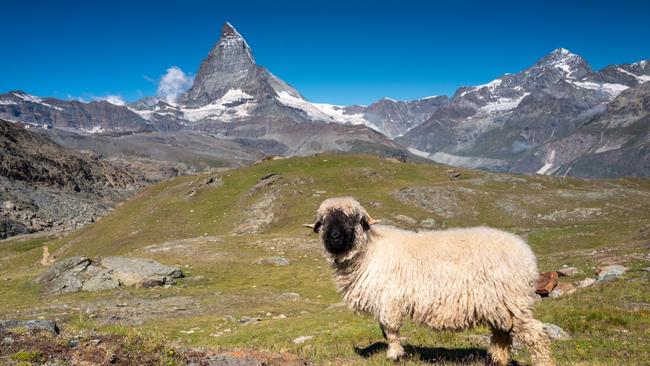 Zermatt is perfect for…Families, couples or solo travellers. It’s safe and accessible via bus or train (Switzerland has an excellent train network). The Meet the Sheep blacknose sheep flock isbecoming popular. Kids can walk to them too, and there have even been some marriage proposals made while visiting the sheep! A perfect thing to do is take a picnic, sit on the mountain and simply enjoy the breathtaking view.You should pack…Comfortable shoes. Zermatt is car-free and although the distances are not very great, there is a lot of walking. It is mostly steep uphill and downhill, so shoes with good grip on the bottom are an absolute must.