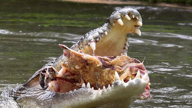 ElvisÕ the saltwater crocodile being fed half a cow for his 50th birthday at the Australian Reptile Park