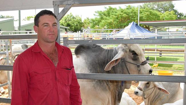 CHAMPION CATTLE: Ryan Olive gave the Morning Bulletin a sneak peak of some of his family's top Brahman contenders. Picture: Leighton Smith