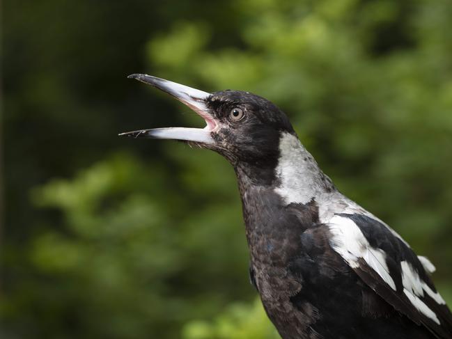 Magpies never forget a face. Picture: Russell Shakespeare