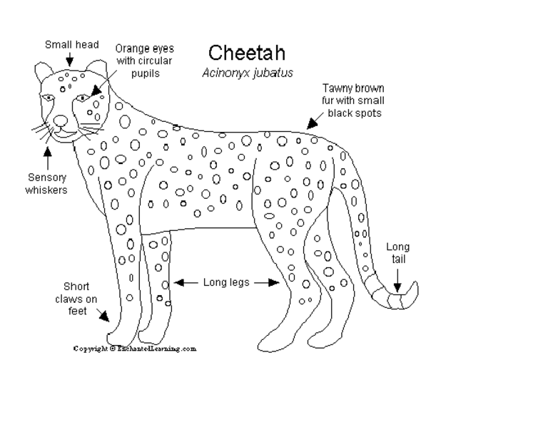 Cheetah illustration for classroom activities 1
