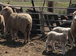 Police are investigating the theft sheep from a property near Warwick. Picture: QPS Media