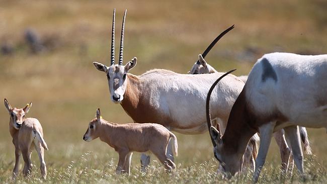 Monarto Zoo