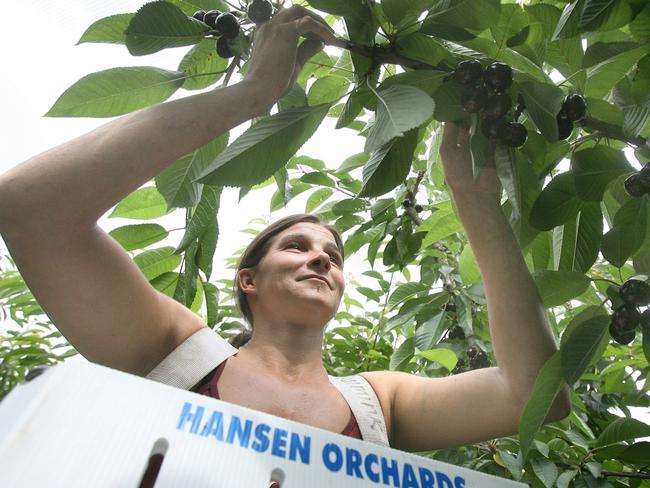 A direct cash bonus is getting more fruit pickers on to farms.