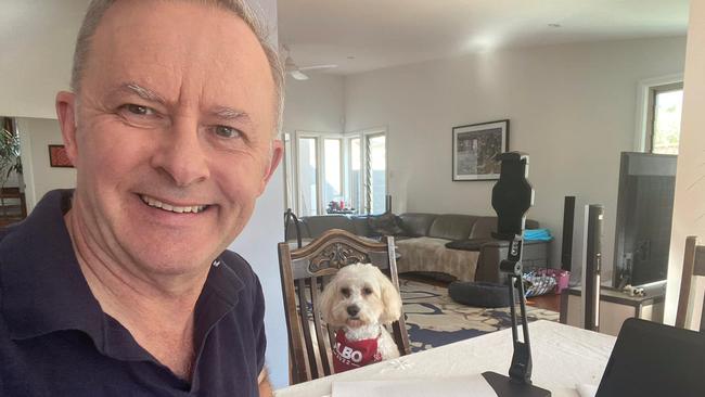 Voters ‘want and need to see more of Albanese’, but for now Albo and Toto on Zoom will have to do. #isoday2. Picture: Facebook