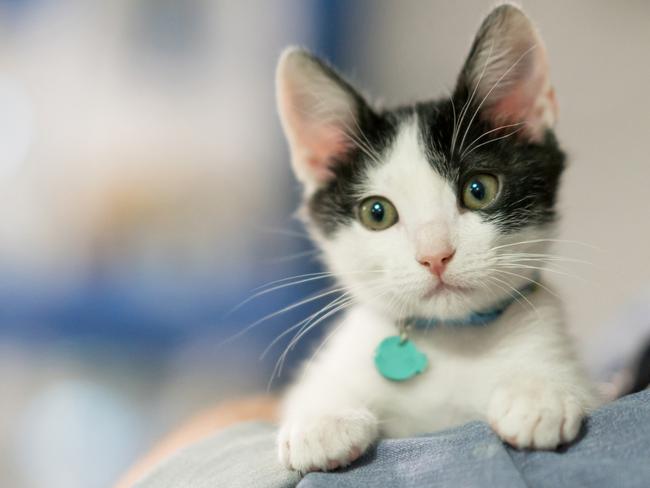 Close-up on a beautiful rescued kitten looking at the camera Ã¢Â€Â“ animal concept