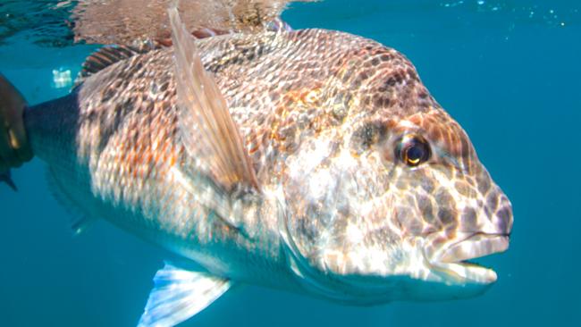 GFWAM Anglers have long been promoting conservation measure to improve snapper stocks but they have been left out in the cold in SA.Gone Fishing with All McGlashan