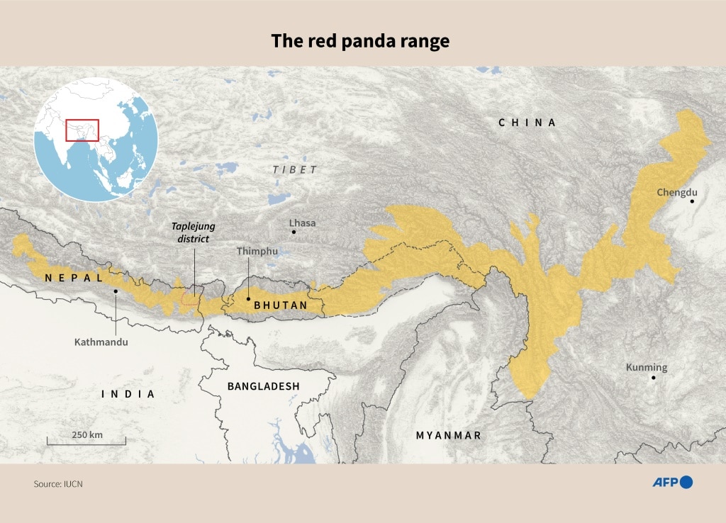 Nepal community efforts revive red panda population