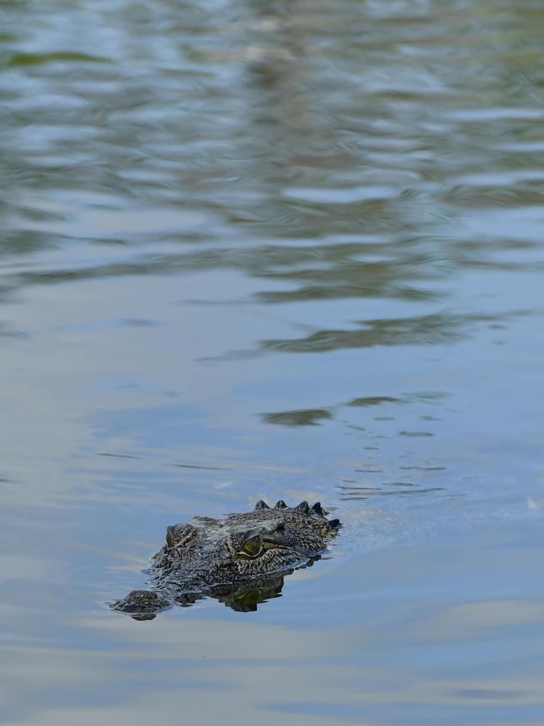 Saltwater crocodile hunts along the Mary River. Picture: Amanda Parkinson