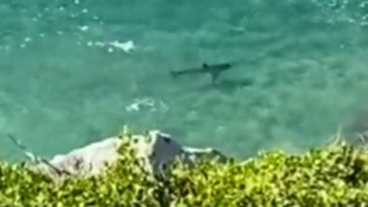 Massive shark prowls near swimmers in same spot where man was mauled to  death - World News - Mirror Online