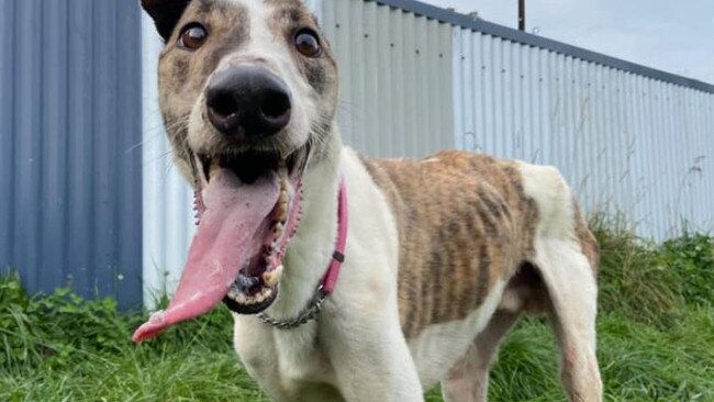 Injuries caused to greyhounds Molly and Swaggy, allegedly by Beauty Point man Dean Richard Barwick, 43. Picture: Facebook/ Brightside Farm Sanctuary