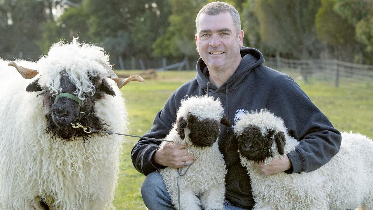 The ‘adorable’ new addition to Australia’s sheep industry